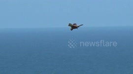 Red Kite spotted at Tintagel Cornwall