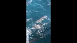 Pack of dolphins speedily swim alongside yacht, mesmerize passengers in Marina del Rey, California