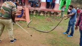 Enormous ten-foot-long cobra found in temple in southeast India