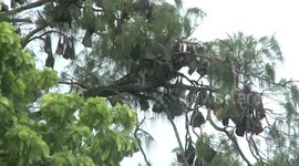 This remote Indonesian island is home to thousands of bats