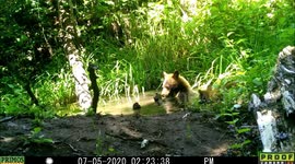 Adorable bear cub and mum have a cooling dip in Idaho pond