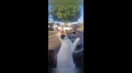 'Famous driving cat' stops to greet his fans in Southern California