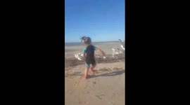 Life’s a beach!  Toddler chases birds. Scattering seagulls.