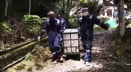 Indonesian officials release critically endangered orangutan back into wild