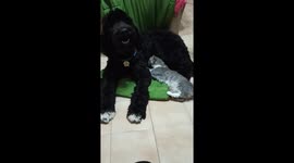 Cat thinks that the dog is is her mum
