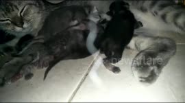 The cute behavior of two kittens is scrambling to suckle