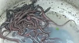 Snake hatchlings being worshipped in strange fashion rescued by forest officials in central India