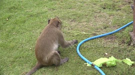 A monkey plumber tries to repair a leaky hosepipe, at Lopburi, Thailand.