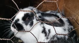 cute rabbits & chickens
