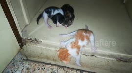 Little Triplets Kittens Mew Mew For Mummy