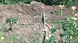MATING SNAKES DANCE