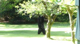 Un-bear-ably good: young bear in Canada hits the spot scratching himself on tree