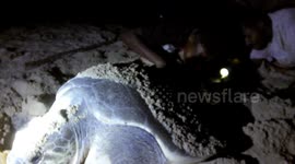 Efforts to protect sea turtles in Malaumkarta beach, Sorong Regency