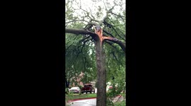 Lightning appears to have destroyed tree in Mesquite, Texas