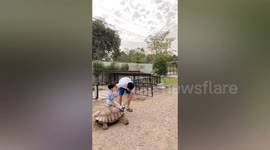 Toddler rides giant pet tortoise with his father