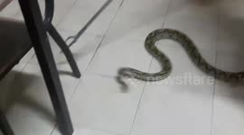 Large wild python caught inside home in Bangkok