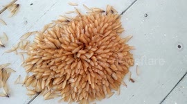 Hundreds of flying termites perform mating ritual