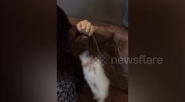 Pomeranian swings from woman's hair