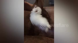 Pomeranian endlessly swings from woman's hair