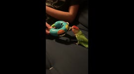 This lovebird sure can dance