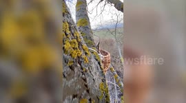 This incredible footage shows the aggressive response of an owl taken by surprise
