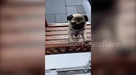 This video shows an adorable pug taking a break from playtime to ask for treats at his owners window