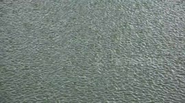 Raindrops falling on a pond in a tropical storm.