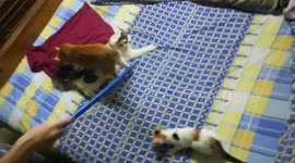 Family Kitten Enjoy Fishing Game