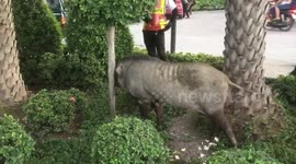 Wild boar rescued after escaping from farm and terrorising drivers in Thailand