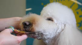 Dog groomer in UK now offering a wacky 'Asian Fusion' style haircut for pampered pooches after travelling to Malaysia to learn the art - with angel wings and perfect concentric circles
