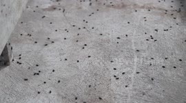Thousands of mystery black bugs invade woman's house in Thailand