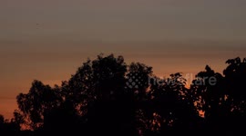 Birds flying home across tree tops into a beautiful sunset sky.
