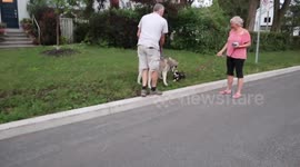 Alaskan Malamute Sojou makes friends with cute Boston Terrier Puppy