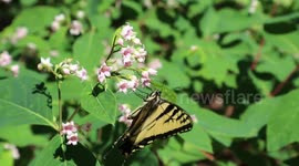 Butterflies and Hummingbird Moths Feasting on Sweet Nectar