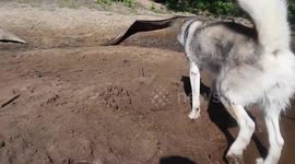 Alaskan Malamute Sojou  summer madness