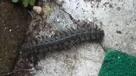 what animal is this?