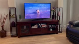 “I am my most favorite doggo “Scotchie (3year old golden retriever) watches herself to keep busy during the lockdown time.