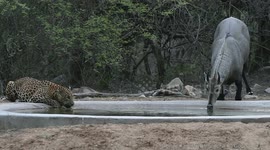 Rare moment thirsty leopard ignores prey to share waterhole in India
