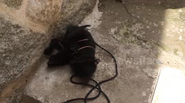 Cute little black kitten gets in a tangle with a bootlace