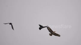 Brave Crows Face Off Against Giant Bird Of Prey