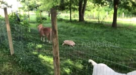 Adorable miniature pony and elderly tortoise are best friends