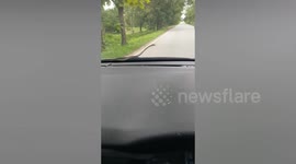 Snake appears on car windscreen while family are driving in Thailand