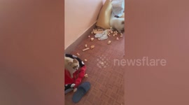 Pet dogs rip up mattress while owner is away