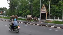 Three elephants walk across busy road into Buddhist temple