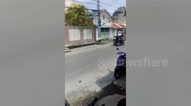 Heartbreaking moment mother dog carries her dying puppy home after it was hit by car