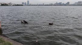 Female dog fights with Male dog in the lake when male dog tries to get close to