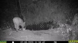 Elusive bobcat drinks at midnight