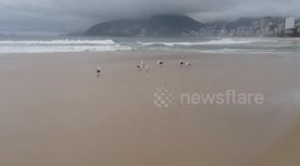 Seagulls at the beach