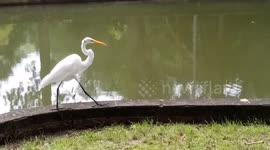 Egret Walking at the Park