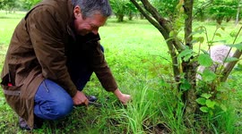Truffle farmer is forced to give away his £30,000 bumper luxury crop for FREE due to coronavirus pandemic closing restaurants